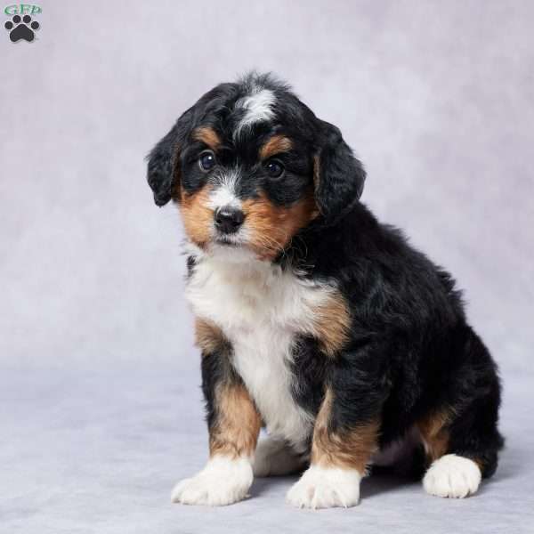 Chloe, Mini Bernedoodle Puppy